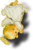 Szczypior