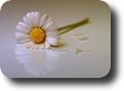 ania333