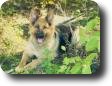 Basia_maxi