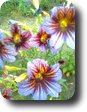 krokus