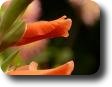 Drof_
