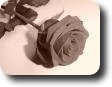Monis