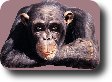 karol0025